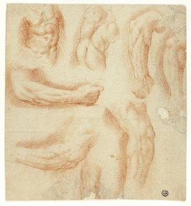 Schizzi di braccia, torso maschile e schiena