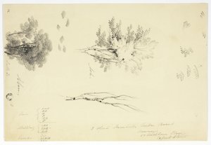 Schizzi di olmi e frassini