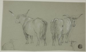 Schizzi di bovini bianchi dalla Maremma da Unknown artist