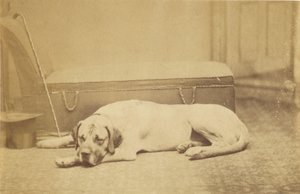 [Cane che dorme] da Unknown artist