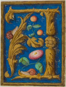 Lumache, fragole e un fiore in un