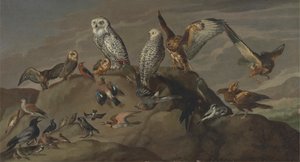 Studio di Uccelli da Unknown artist