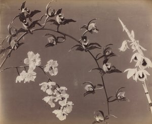 Studio di orchidee da Unknown artist