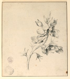 Studio di un ramo di rose selvatiche da Unknown artist