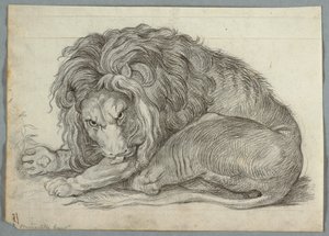 Studio di un leone