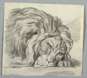 Studio di un Leone da Unknown artist