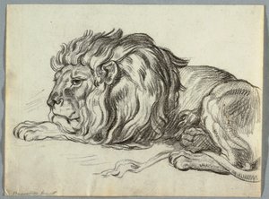 Studio di un leone
