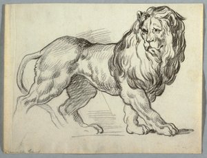Studio di un leone