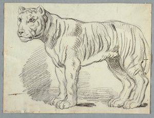 Studio di una tigre da Unknown artist