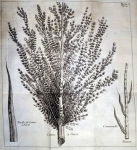 Canna da zucchero con foglia e bastone - In "Storia naturale del cacao e dello zucchero" da Unknown artist