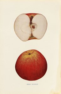 Dolcezza della vinaccia da Unknown artist