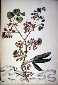 Sylvestris Rotundifolia. Erbario del XIX secolo da Unknown artist