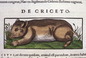 Il criceto in Historia Animalium di Conrad Gesner (1516 - 1565), Tiguri da Unknown artist