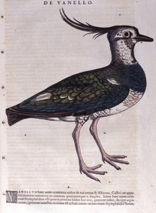 Il pavoncella in Historia Animalium di Conrad Gesner (1516 - 1565), Tiguri