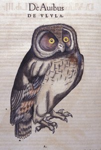 Il gufo in Historia Animalium di Conrad Gesner (1516 - 1565), Tiguri da Unknown artist