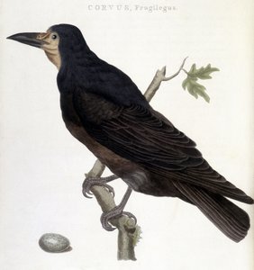 Il corvo frugilegus - tavola di storia naturale da Unknown artist