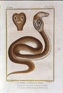 La vipera bezel o Naja. Tavola tratta da una storia naturale delle "Opere di Buffon" del naturalista Georges Louis Leclerc, Conte di Buffon (1707 - 1788). XIX secolo da Unknown artist