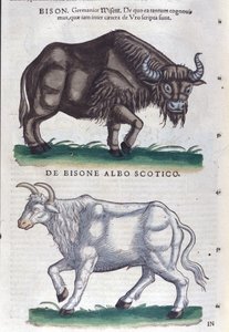 Il bisonte e il bisonte bianco da Historiae animalium di Konrad Gesner, Tiguri da Unknown artist