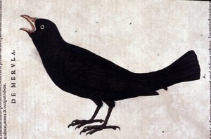 Il merlo da Historiae animalium di Konrad Gesner, Tiguri