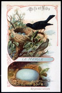 Il merlo e il suo nido - cromolitografia, fine XIX secolo da Unknown artist