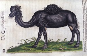 Il cammello da Historiae animalium di Konrad Gesner, Tiguri da Unknown artist