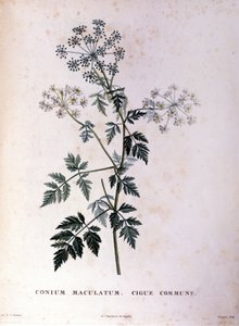 La cicuta comune. Incisione del XVIII secolo da Unknown artist