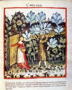 Raccolta di cavolfiori in un orto. Miniatura dal 