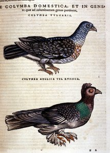 La colomba dopo la Historia Animalium di Conrad Gesner, Tiguri 1560. Biblioteca nazionale Braidense. Milano da Unknown artist