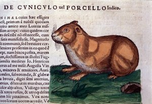 Il porcellino d