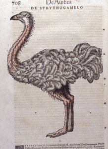 Lo struzzo - da Historiae animalium di Konrad Gesner, Tiguri da Unknown artist