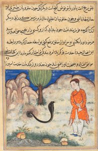 Il principe, figlio del sovrano di Sistan, entra al servizio di un serpente, da un Tuti-nama (Storie di un pappagallo): Trentaquattresima notte