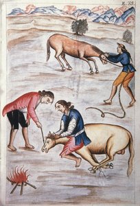 Il marchio a fuoco rosso di una giumenta, dal libro "Trujillo del Peru" o "Codice Martínez Compañón", di Baltazar Martinez Compañón y Bujanda, vescovo di Trujillo (1782-1785)