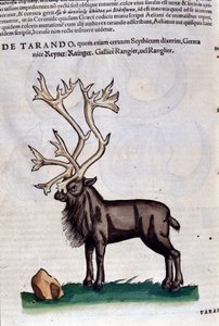 La renna dopo Historiae animalium di Konrad Gesner, Tiguri da Unknown artist