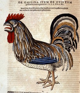Il gallo dopo la Historia Animalium di Conrad Gesner, Tiguri 1560. Biblioteca nazionale Braidense. Milano da Unknown artist