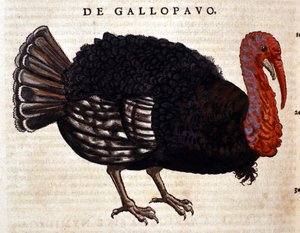 Il tacchino dopo la Historia Animalium di Conrad Gesner, Tiguri 1560. Biblioteca nazionale Braidense. Milano da Unknown artist