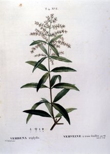 La verbena. Incisione del XIX secolo da Unknown artist