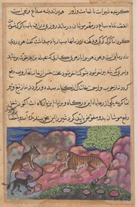 Il lupo consiglia al leone di consultare il gatto, da un Tuti-nama (Tales of a Parrot): quindicesima notte