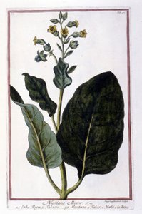 Pianta di tabacco (Nicotiana Minor). Tavola botanica da un erbario del XVIII secolo