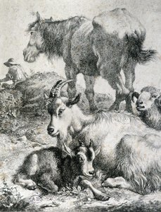 Cavallo da tiro, capra, capra e ariete - incisione da Unknown artist