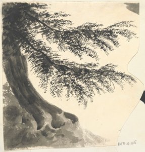 Albero