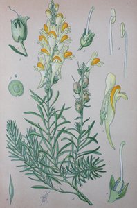 Linaria comune (Linaria), specie vegetale del genere