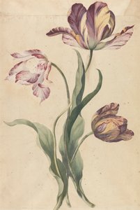 Tulipani da Unknown artist