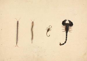 Due Scorpioni e Due Centopiedi da Unknown artist