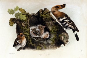 Immagine sconosciuta da Unknown artist