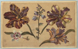 Vari Fiori da Unknown artist