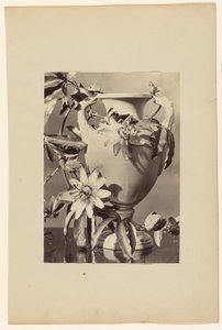 [Vaso con fiori della passione] da Unknown artist