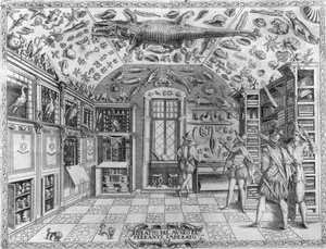 Veduta del museo (gabinetto) delle curiosità (museo enciclopedico) del farmacista Ferrante Imperato (1550 - 1631). Incisione del 1678. Museo del farmacista napoletano Ferrante Imperato da Unknown artist