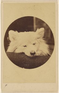 [Cane bianco con il mento su un cuscino]