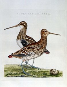Beccacce e uovo (scolopax gallina) - incisione