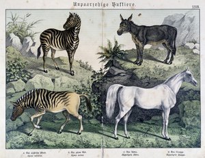 Zebre, asino e cavallo - in "Histoires naturelles des mammifères", ed. Schreiber da Unknown artist